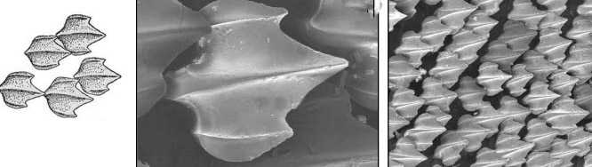 Hexanchus griseus_05.jpg